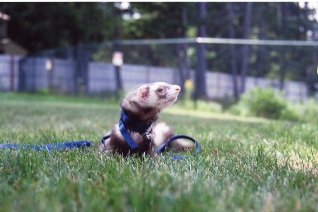 Gunner, the ferret