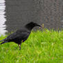My friend the Crow I