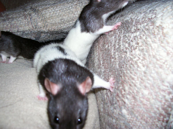 Rocky Ridge Ratties more ratties by Feathertail-Snow on DeviantArt