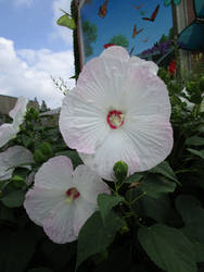 Hibiscus Flowers