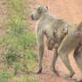 Mamma Baboon