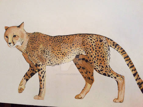 Cheetah (better picture pending)