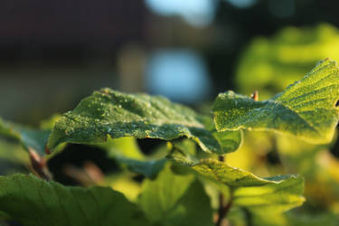 Beachtree leaves