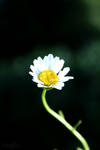 Lonely in the dark by Neaffka