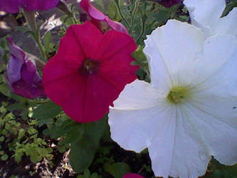 Two Colourful Flowers Together