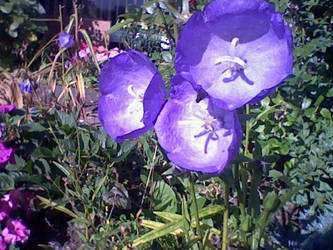 Pretty Purple Flowers