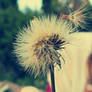 dandelion