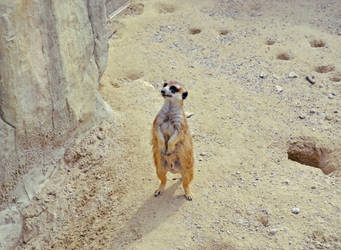 The one with the meerkat