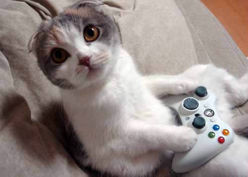 Gamer Kitty