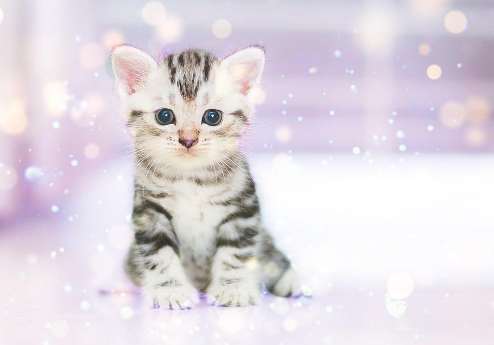 4wayscheerupdepressedcat by ggal0348 on DeviantArt