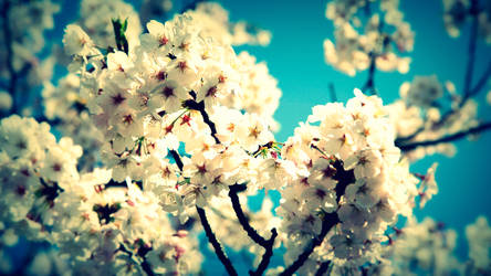 cherryblossom