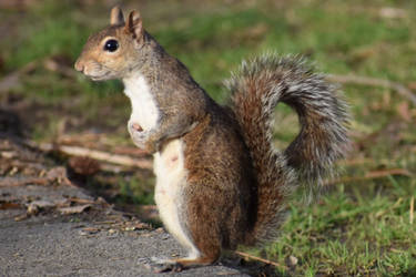 Smiling squirrel 