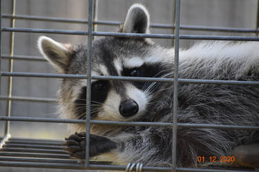 Sweet raccoon 