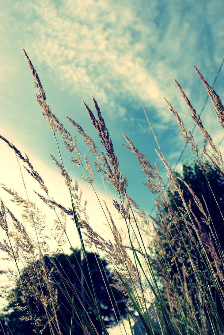 grass by KZiggy on DeviantArt