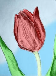 Colored Tulip