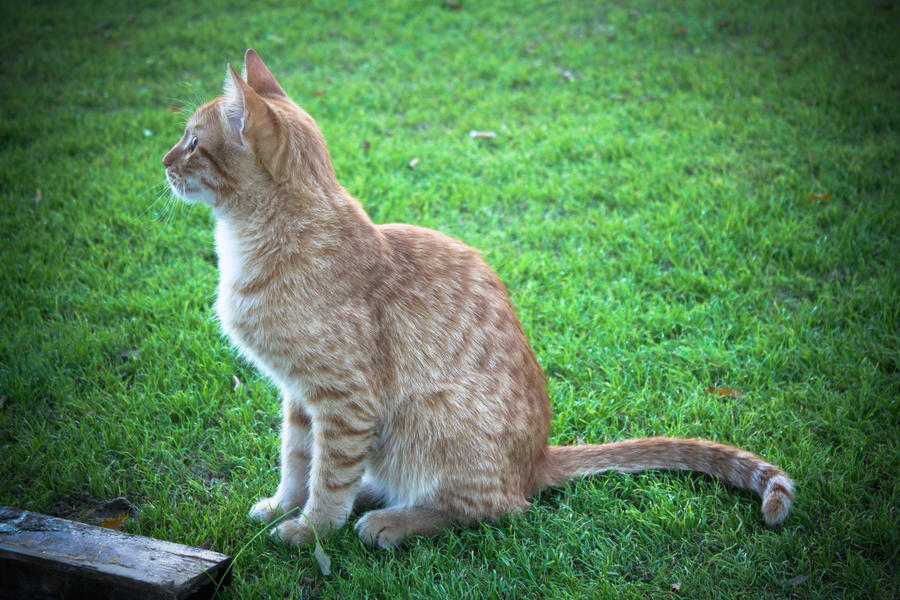 Lonely Cat in the Garden