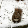 A Squirrel eating nuts