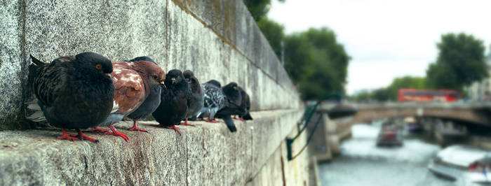 les pigeons de la seine