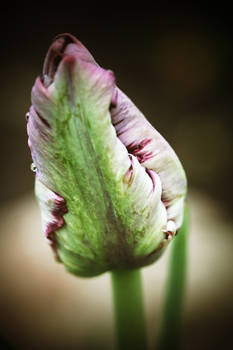 Tulip, 4