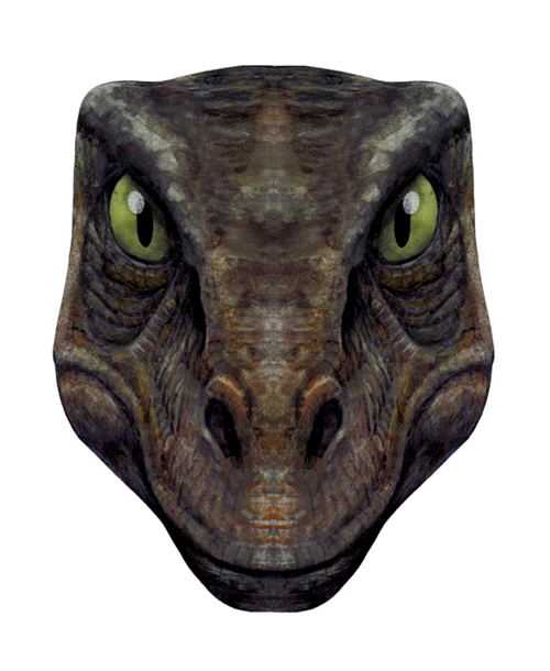 Authentic Raptor Face Raptor's face by PanuQsela on DeviantArt