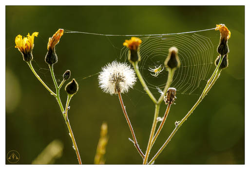 CLIVE AYRON ~ Dandelion Spider