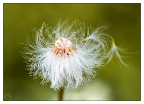 CLIVE AYRON ~ Dancing in the Wind