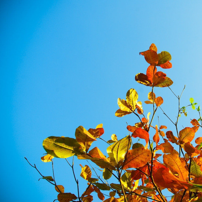 blue sky and leaf