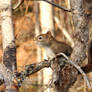 Happy Squirrel