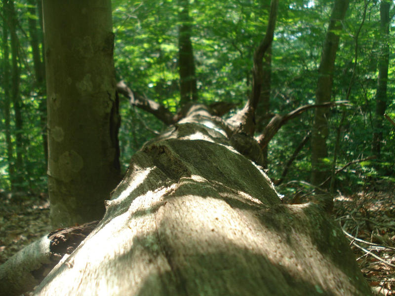 Fallen Tree