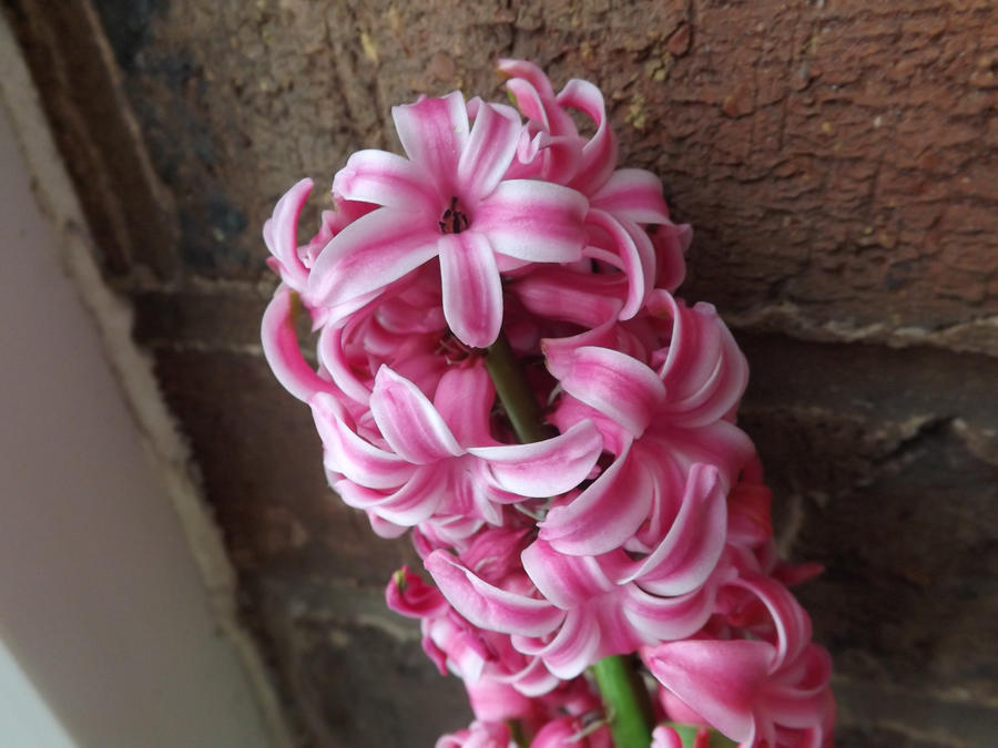 hyacinth