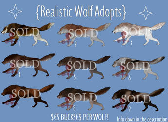 Realistic Wolf Adoptables #4! [CLOSED] by RedRavenRiot