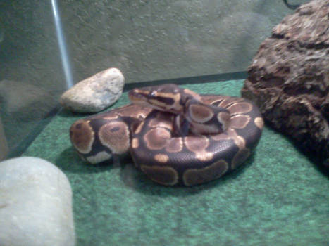 Snake Pic 1