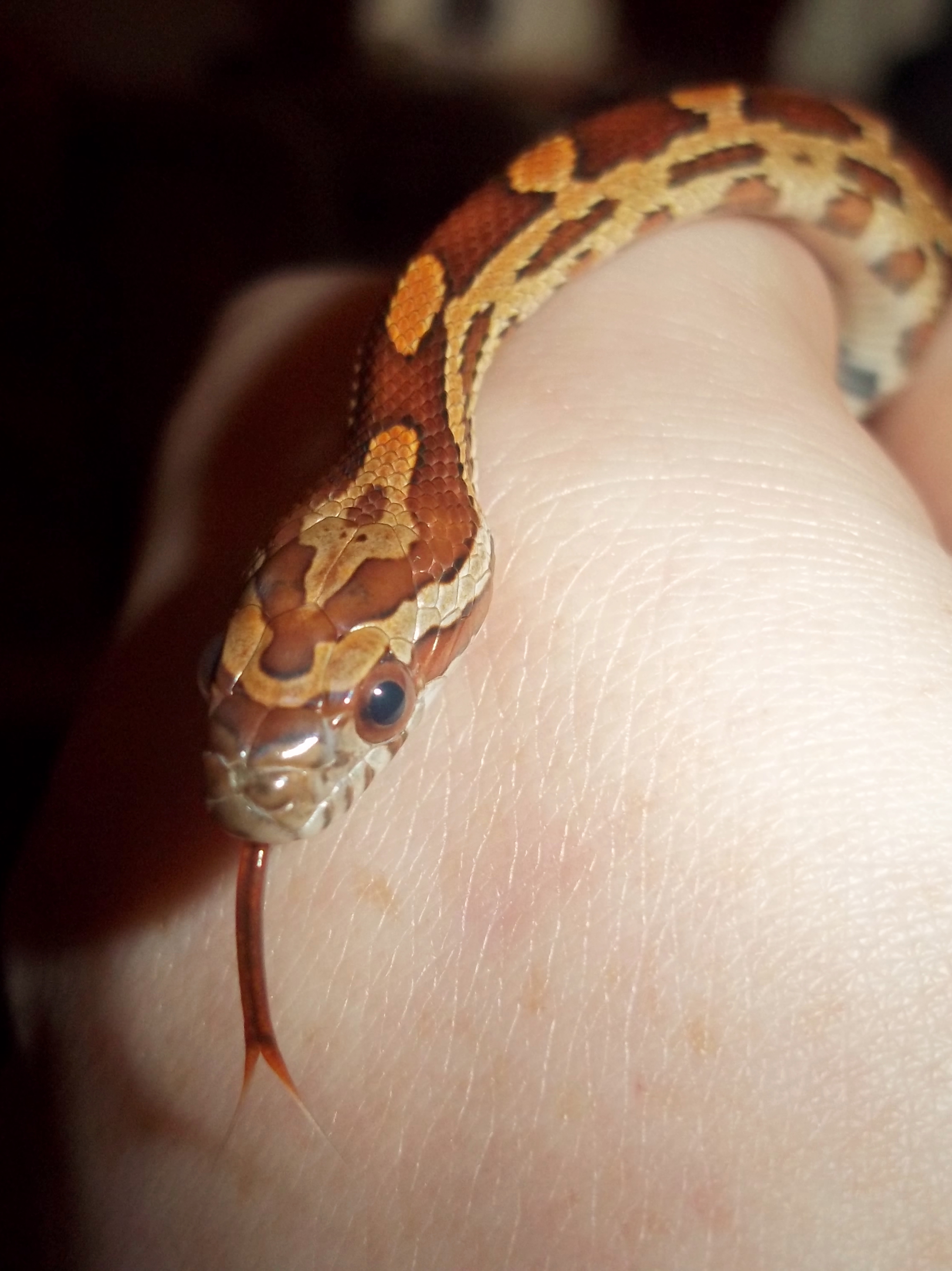 Corn snake hatchlings: Assam