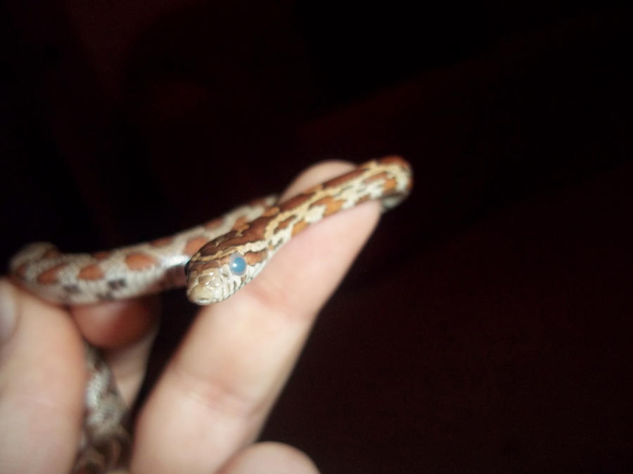 Corn snake hatchlings: Lapsang Souchong