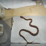 Corn snake hatchlings: Lapsang Souchong