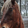Horse under the snow