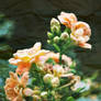 The Flower of Remembrance