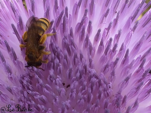 L'abeille