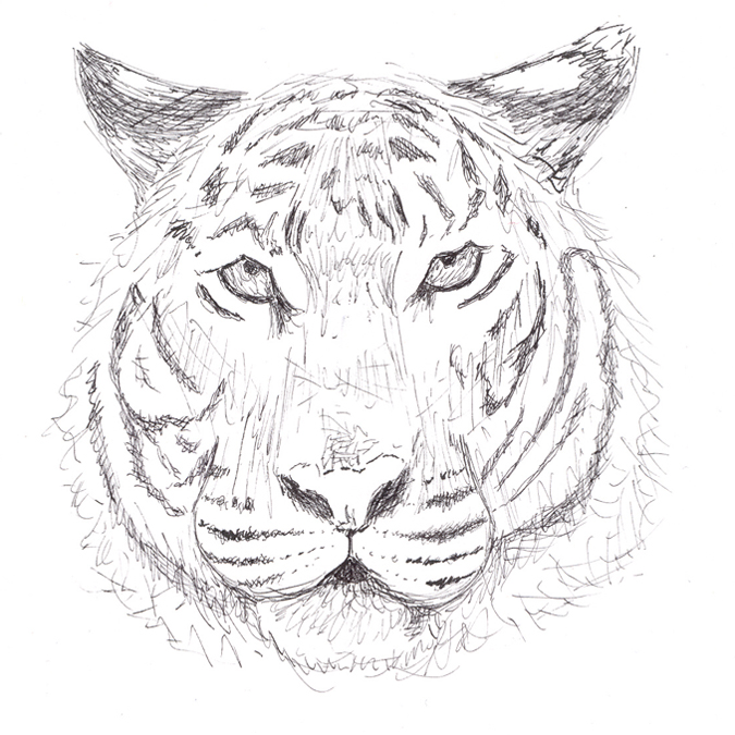 Pen and Ink Tiger