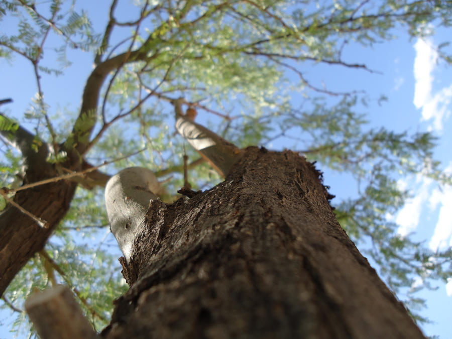 Tree Shot by T-tothe-K on DeviantArt