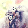 A cat, A fruit and a clock.