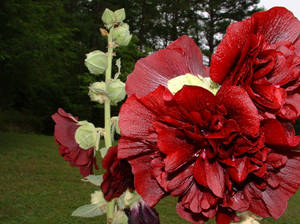 Hollyhocks