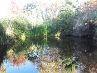 mystical pond