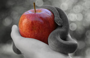 Snakes Really Don't like Sitting on Apples