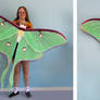 Luna Moth