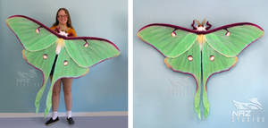 Luna Moth