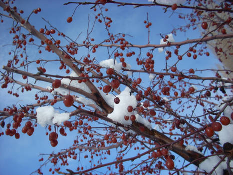 Berries on a Tree