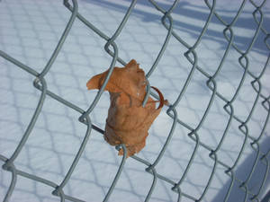 Leaf Caught on the Fence