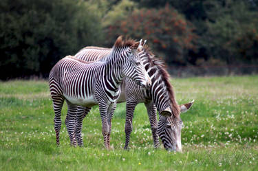 Zebras