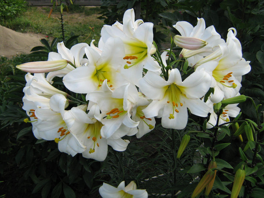 Lilies_01